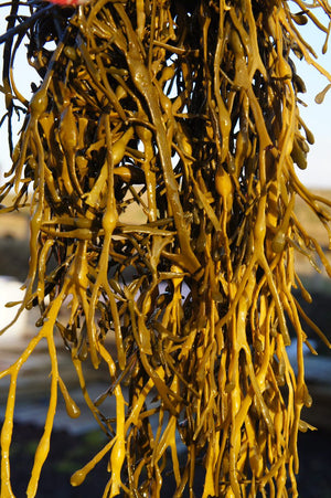 Seaweed: Sustainable and Delicious