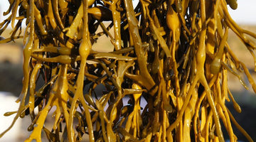 Seaweed: Sustainable and Delicious