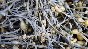 Iodised Salt: Suölo® and Seaweed a Healthy Combination
