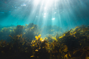 Providing more than just flavour – surprising super seaweed adds nutrition too